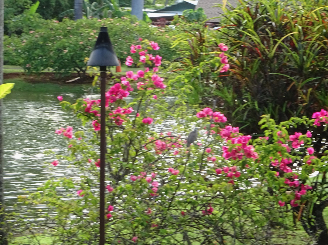 史密斯家族花园的烤猪大餐-利胡埃必去景点