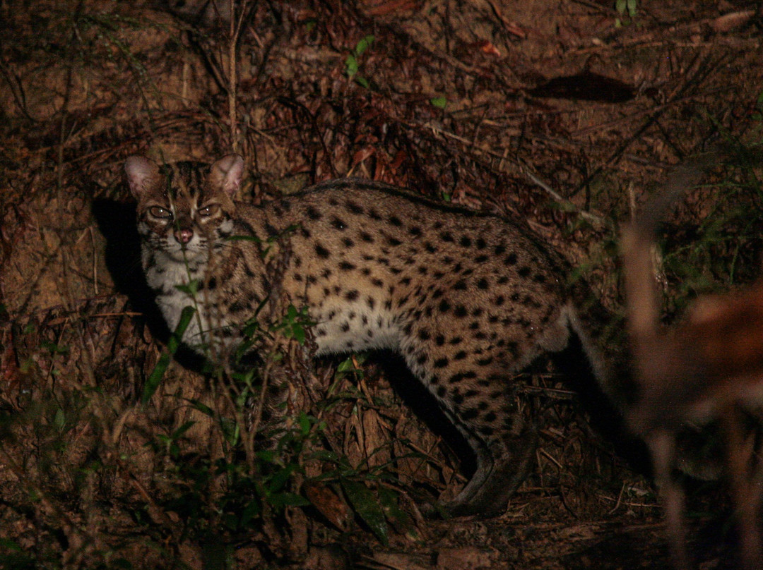 Sungai Kapur-拉哈达图必去景点