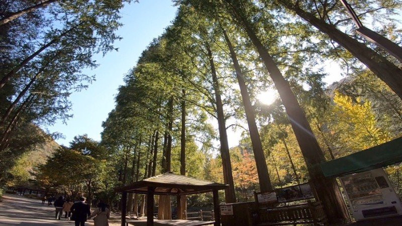 Jangtaesan Natural Forest-大田必去景点