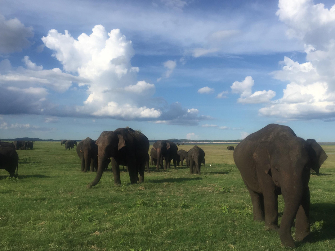 Earth Lanka tours-蒂瑟默哈拉默必去景点