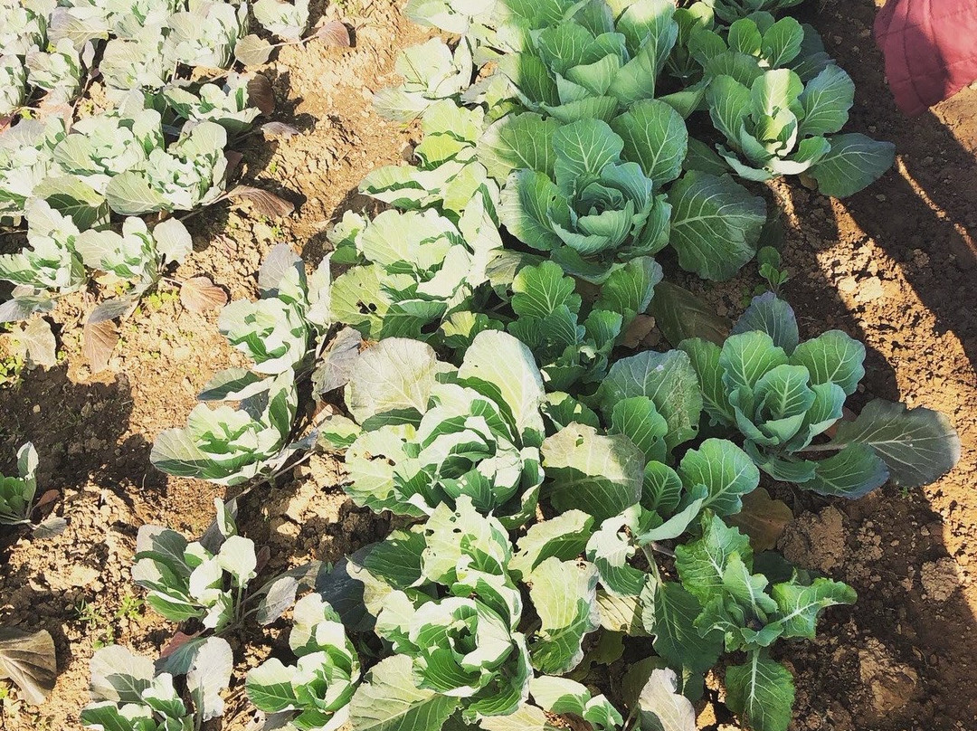 Astam Village Lodge主图