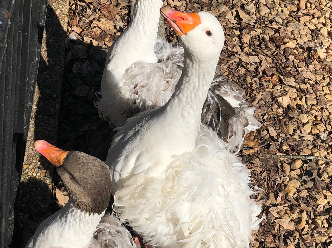 Gypsy Hill Park-斯汤顿必去景点