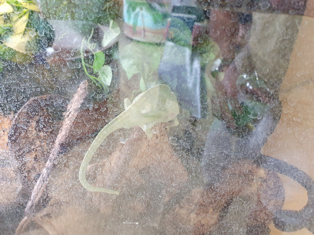 Yeoju Insect Museum-骊州郡必去景点