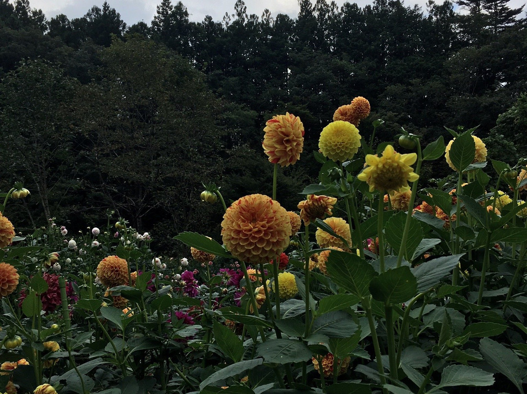 Ryokamisanroku Hananosato Dariaen-小鹿野町必去景点