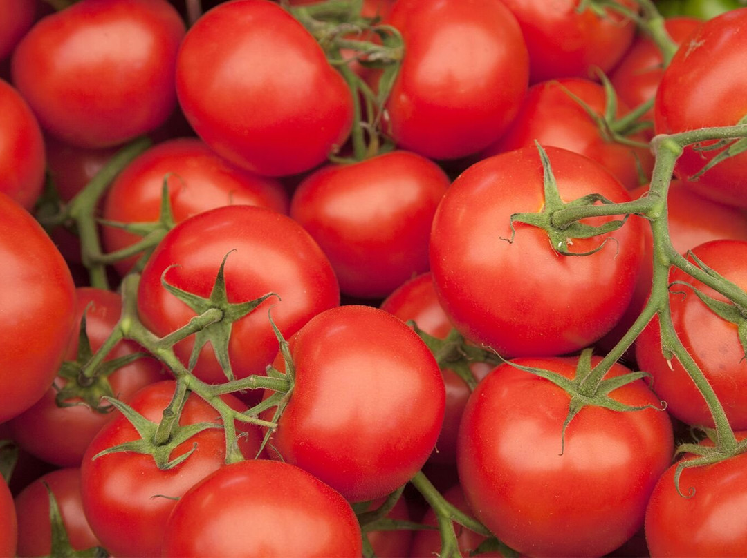 Tamworth Growers' Market-塔姆沃思必去景点