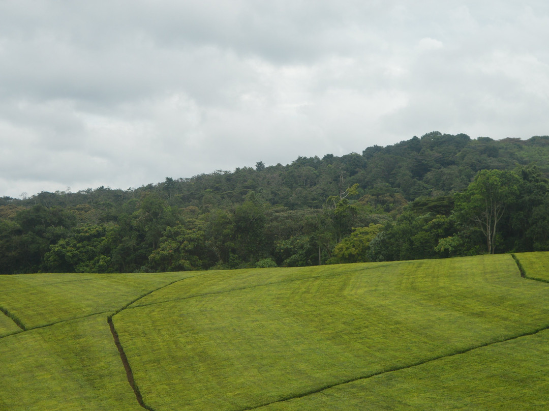 Jungleboot Africa-坎帕拉必去景点