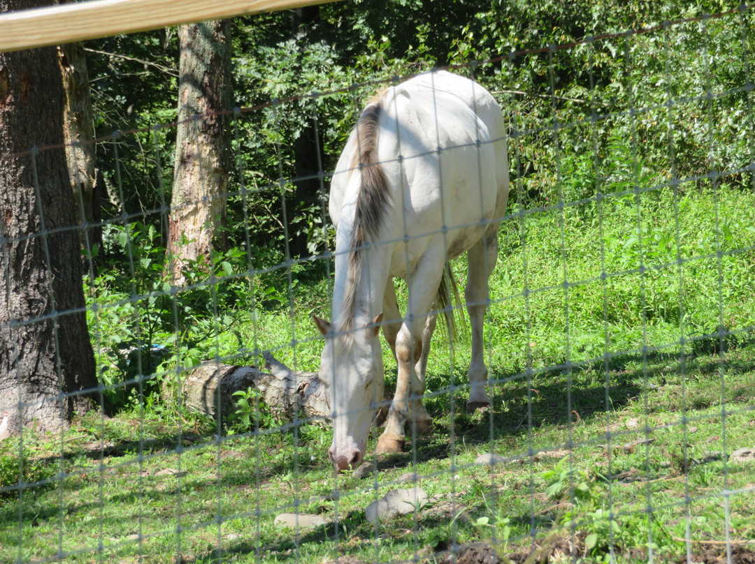 Rocke N Horse Farm景点图片