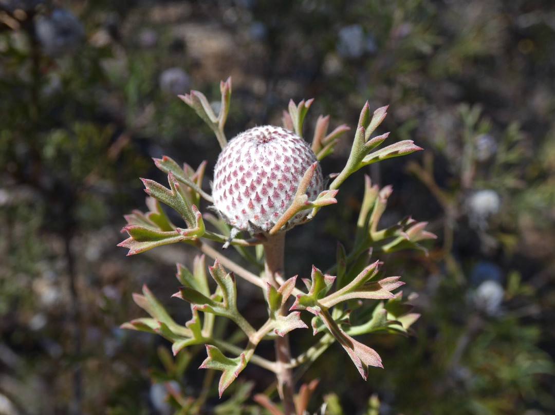 Boyagin Rock Nature Reserve-Pingelly必去景点