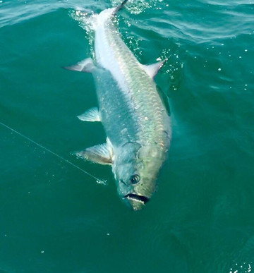 Marine Zone Fishing-塔彭斯普林斯必去景点