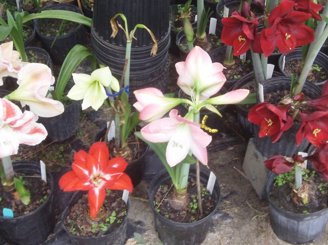 Dellwood Amaryllis Flower Gardens景点图片