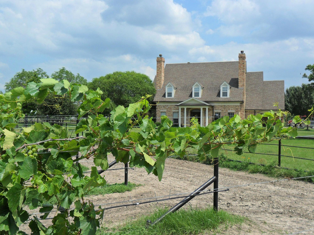 Fairfield旅游景点-Angelita Vineyard & Winery