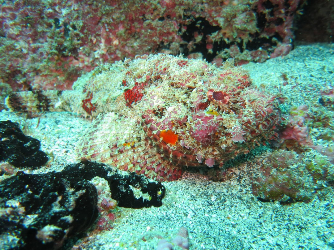 Haliotis Dive Center-明德卢必去景点