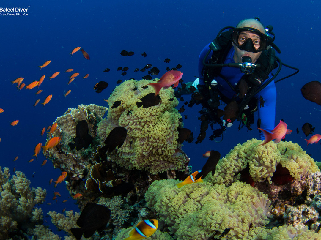 Bateel Diver-达曼必去景点