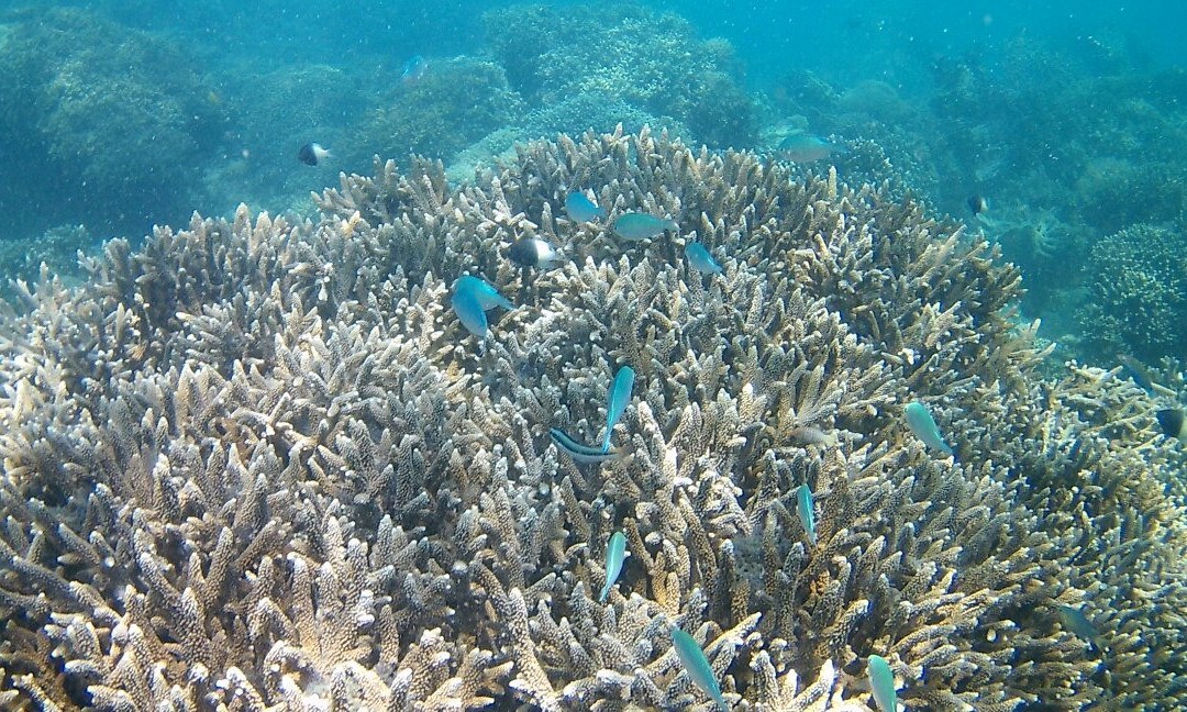 Maziwe Island-Pangani必去景点