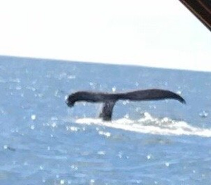 Croisières Neptune-Les Escoumins必去景点