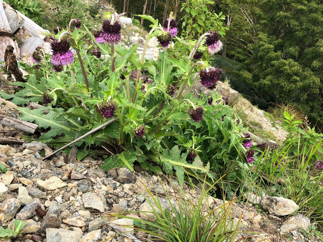 Mt. Oike Meteor Crater-饭田市必去景点