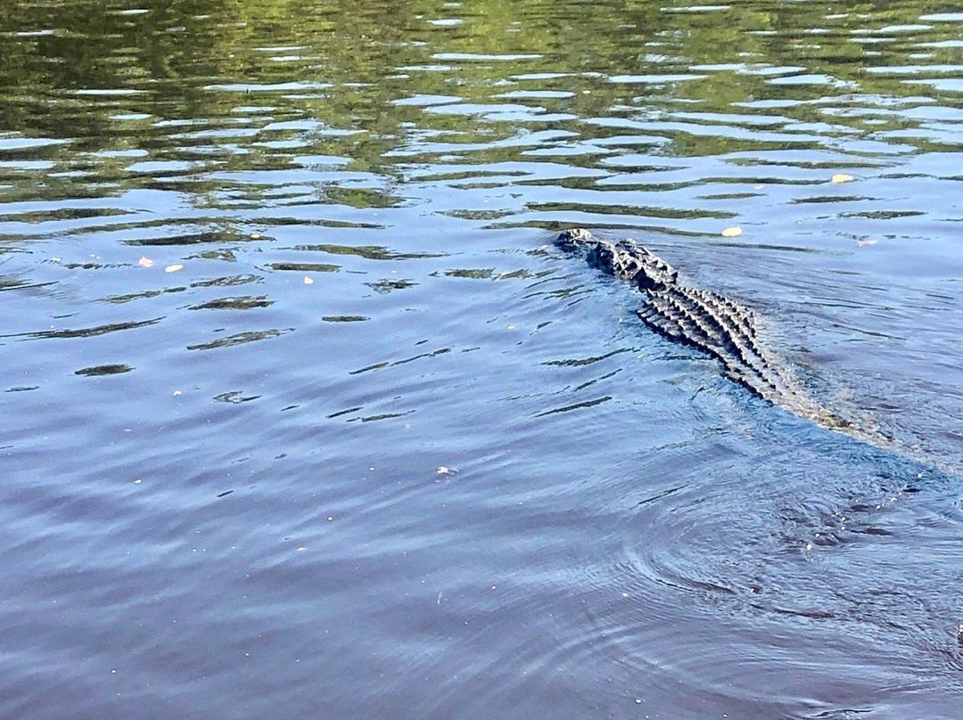 Everglades City Boardwalk-大沼泽地必去景点