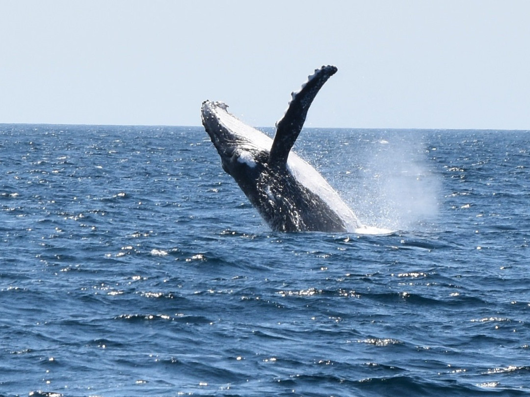 Spirit of Gold Coast Whale Watching-梅因海滩必去景点