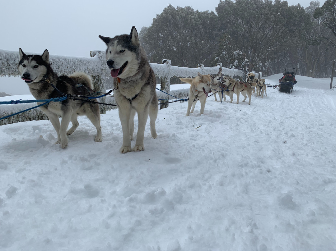 Howling Husky Sled Dog Tours-Mount Baw Baw必去景点