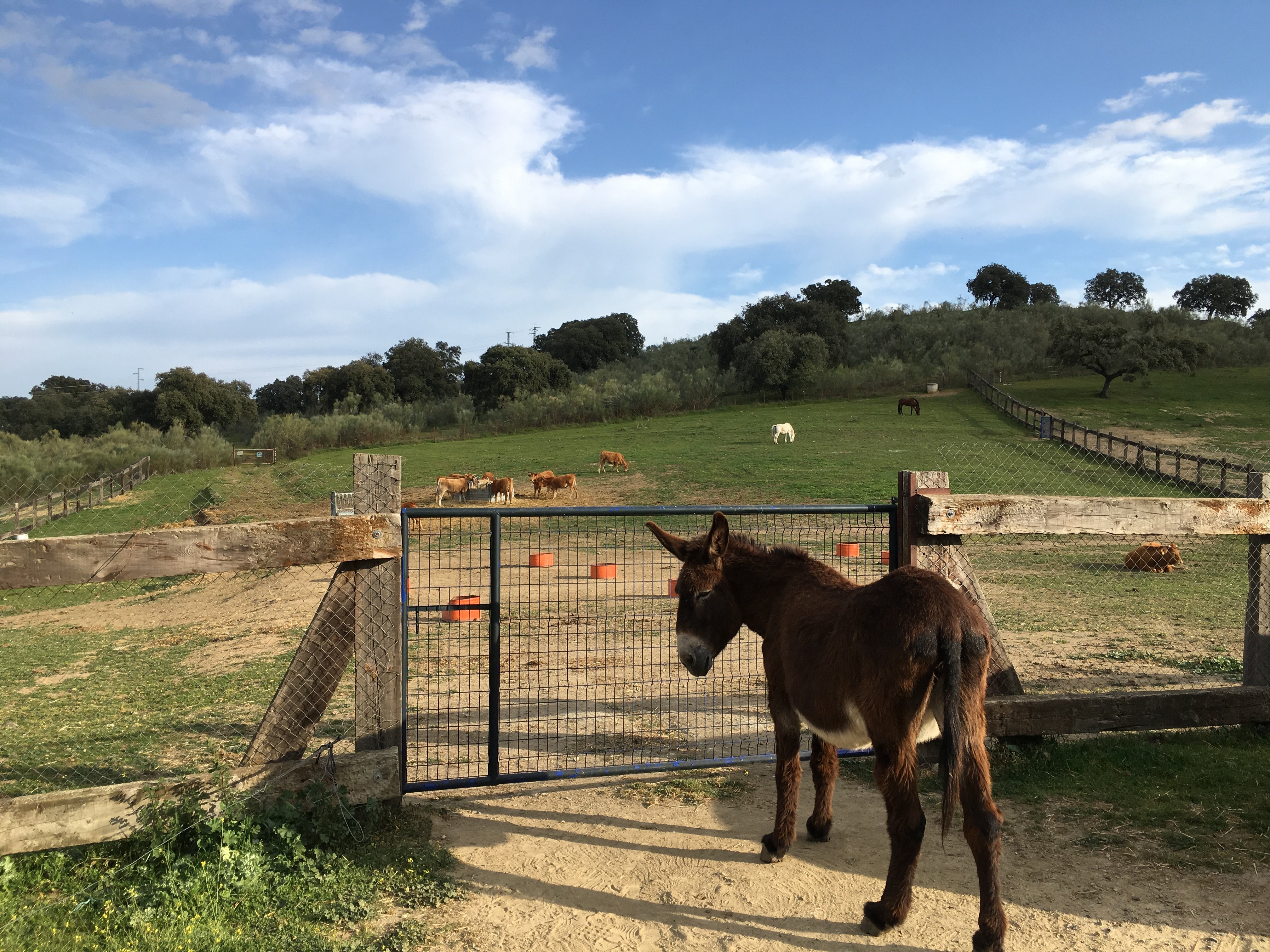 Alojamiento Rural Las Dehesillas-官方