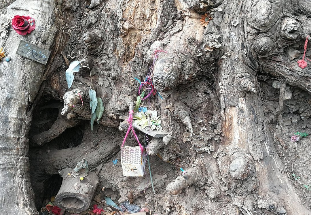 Glen Canyon Park-旧金山必去景点