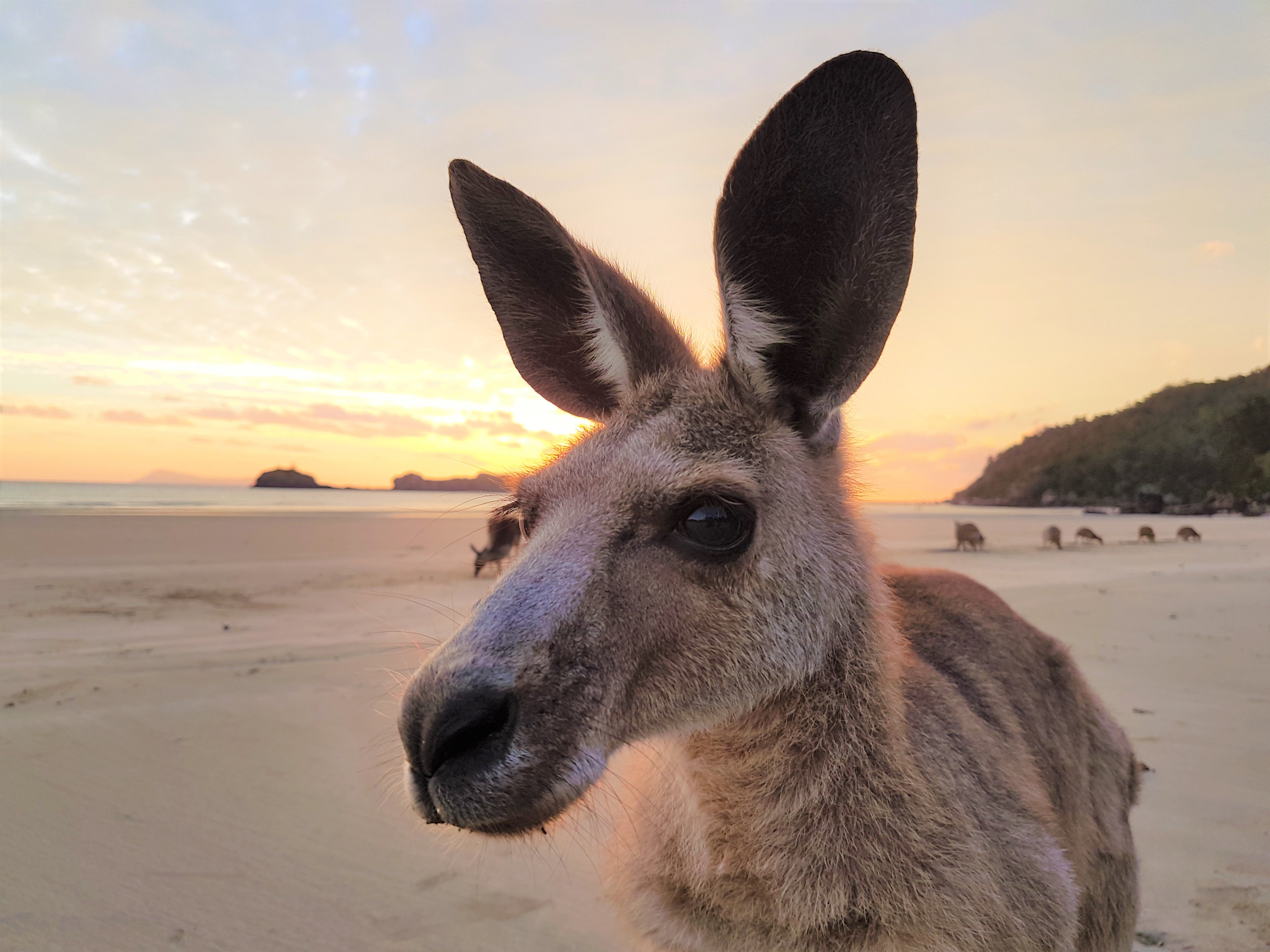 Cape Hillsborough Nature Tourist Park-官方