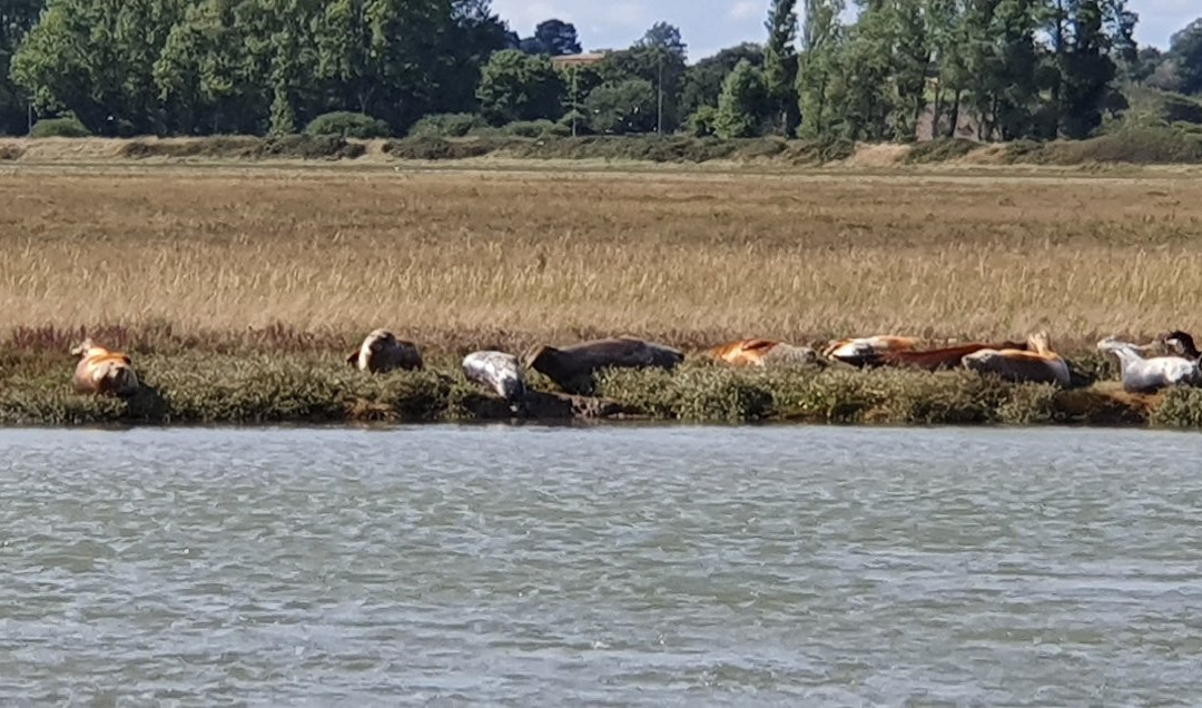 Wildlife Boat Trips景点图片