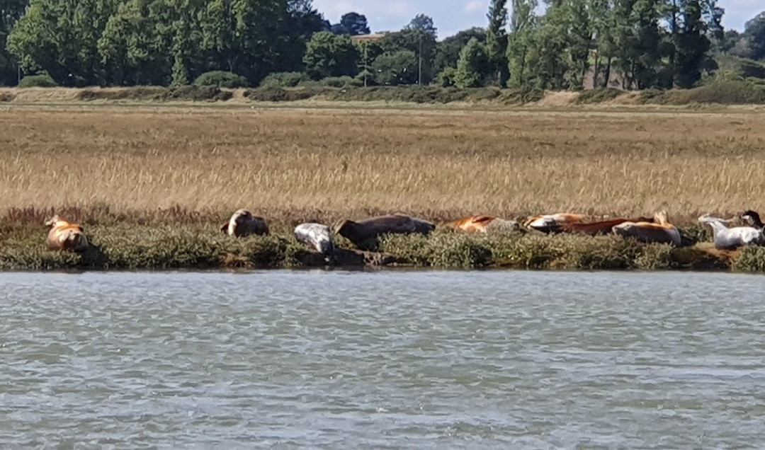 Wildlife Boat Trips景点图片