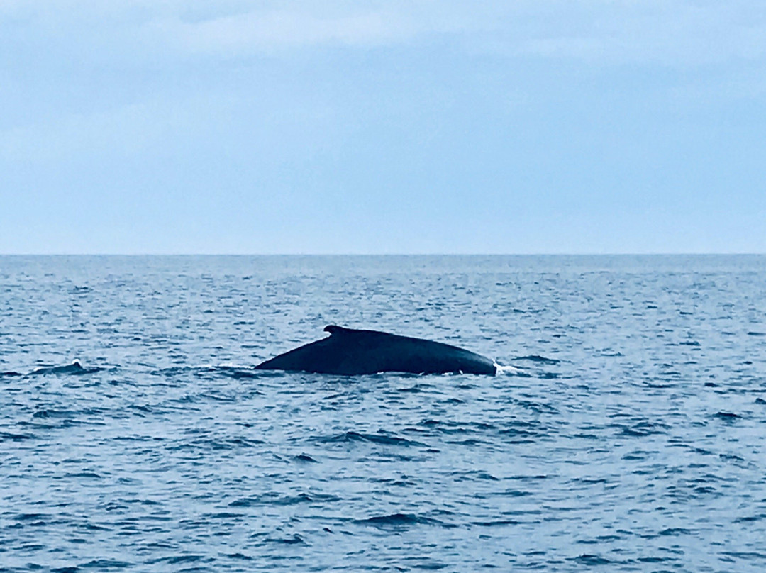 Granite State Whale Watch景点图片