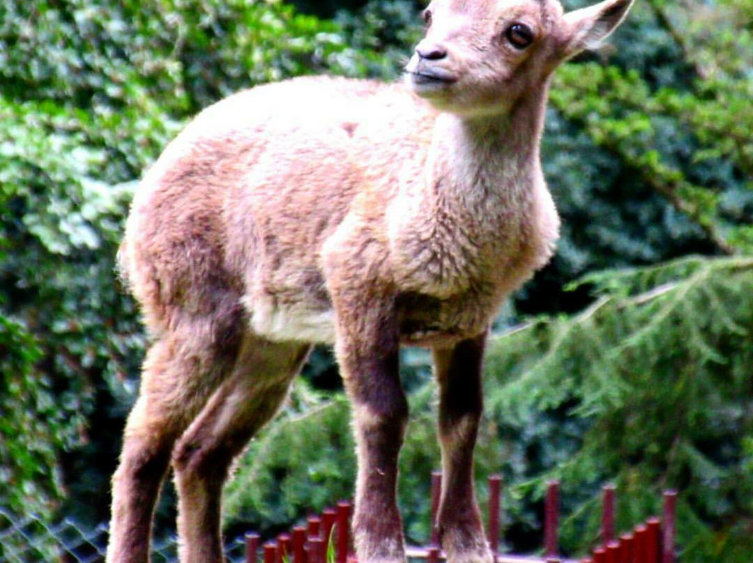 Heimat-Tierpark Olderdissen景点图片