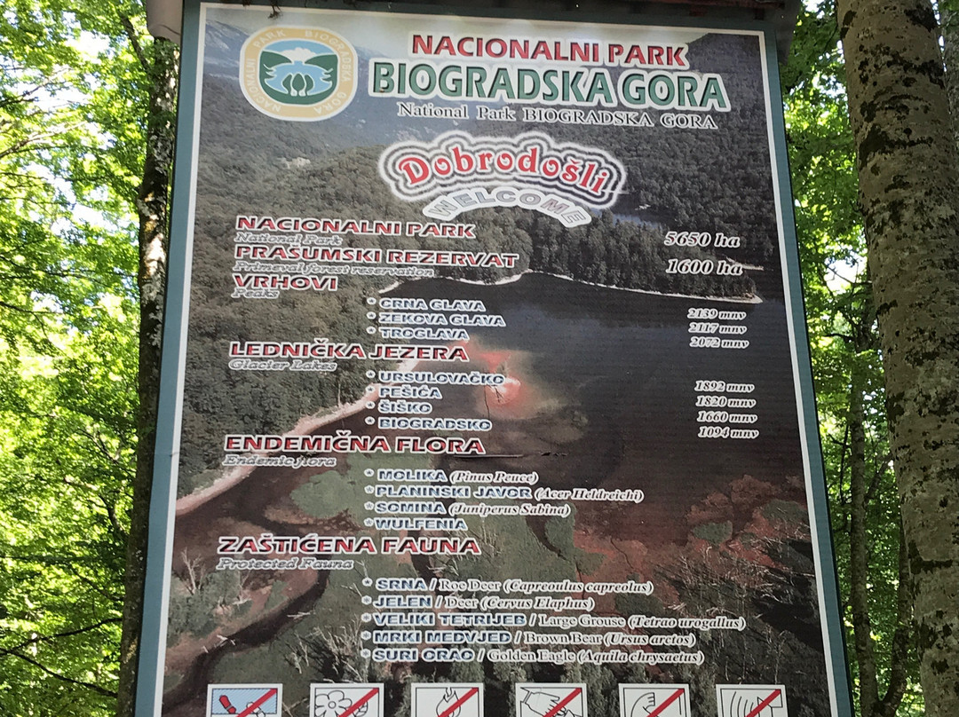 Biogradska Gora景点图片