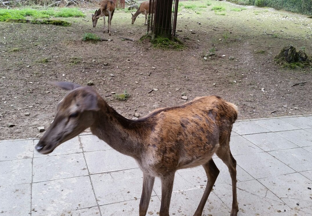Heimat-Tierpark Olderdissen景点图片