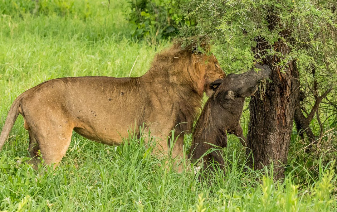 Aardvark Safaris景点图片