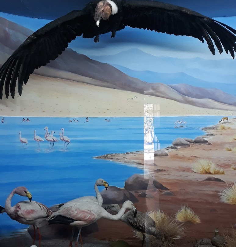 Museo de Ciencias Naturales景点图片