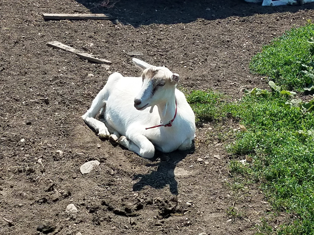 Simmons Farm Petting Zoo-米德尔敦必去景点