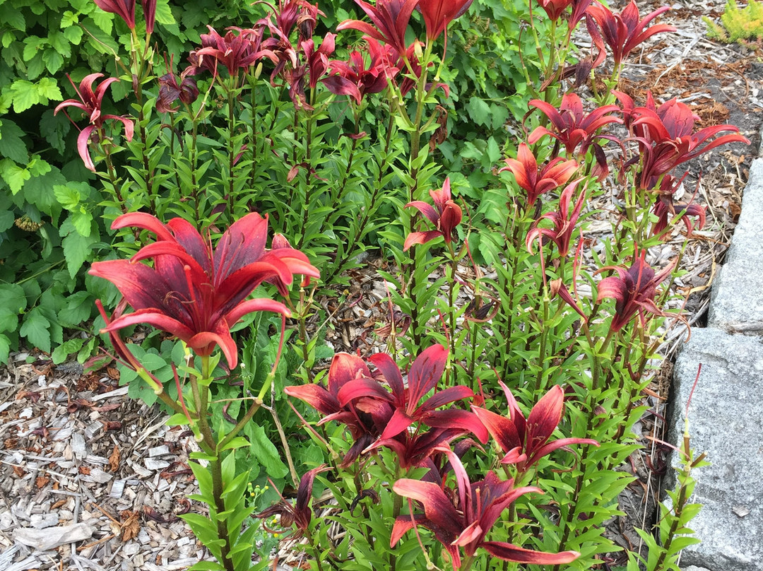 International Peace Gardens-波伊斯维因必去景点