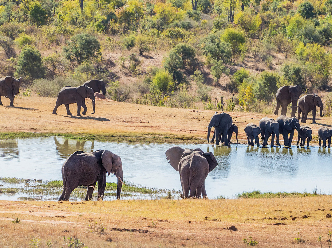 BushBaby Safaris - Day Tours景点图片