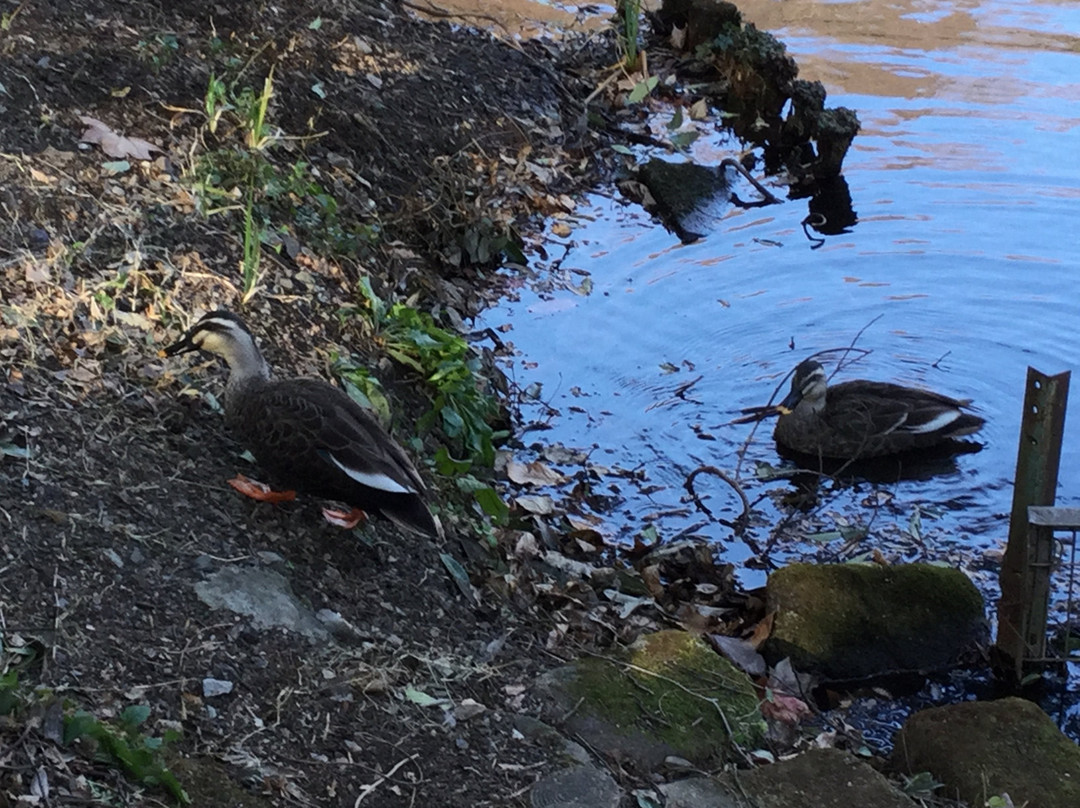 Omachi Park-市川市必去景点