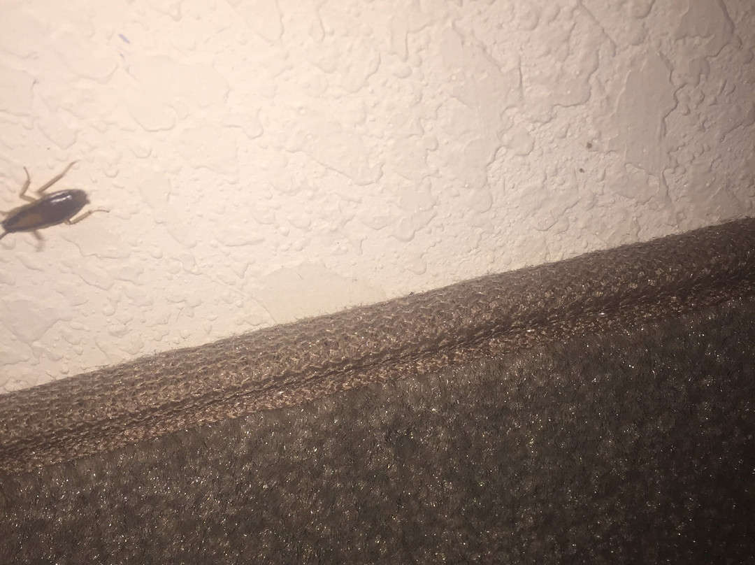 Best Western Inn & Suites主图