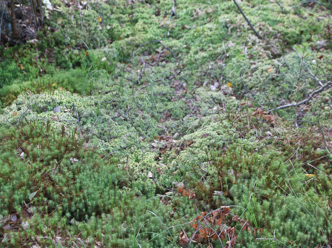 Moor bei Niedersandhausen-Osterholz-Scharmbeck必去景点