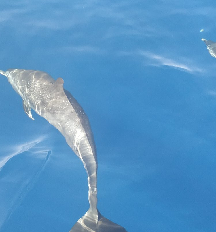 Whale Watching-Gourbeyre必去景点