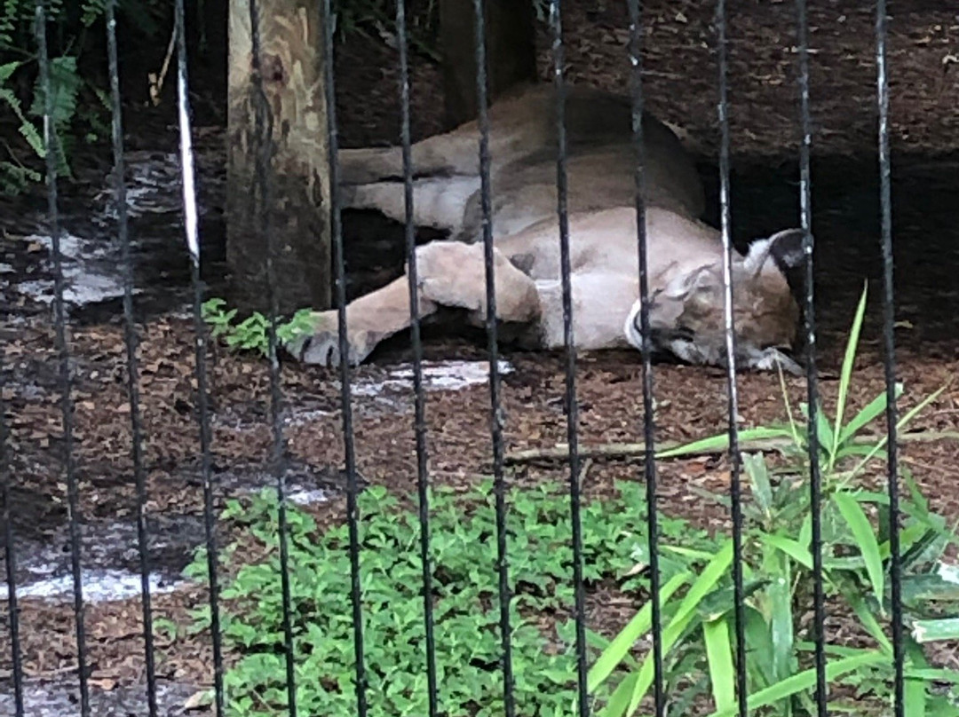 Lowry Park-坦帕必去景点
