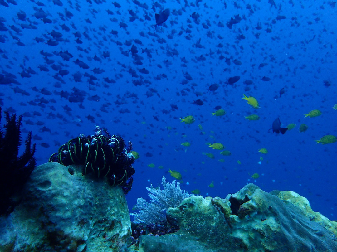 Bira Dive Centre景点图片