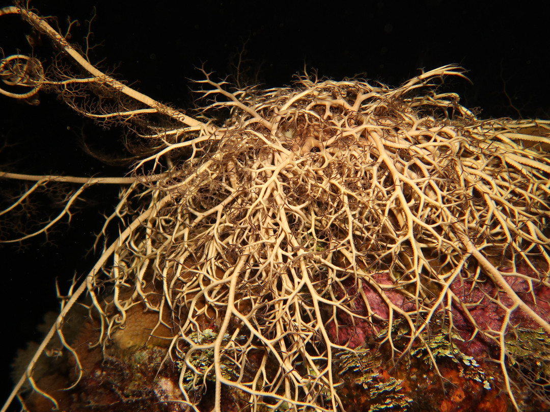 Paradise (Paraiso) Reef-考祖梅必去景点