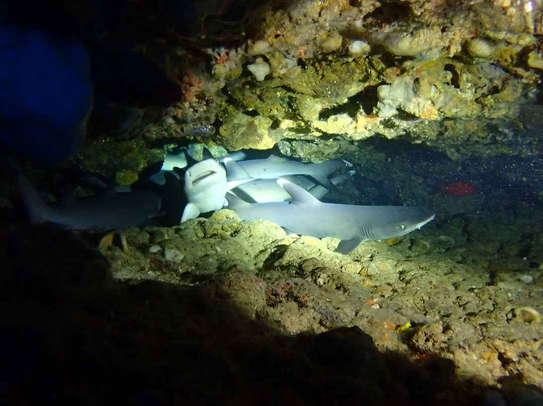 Bira Dive Centre景点图片