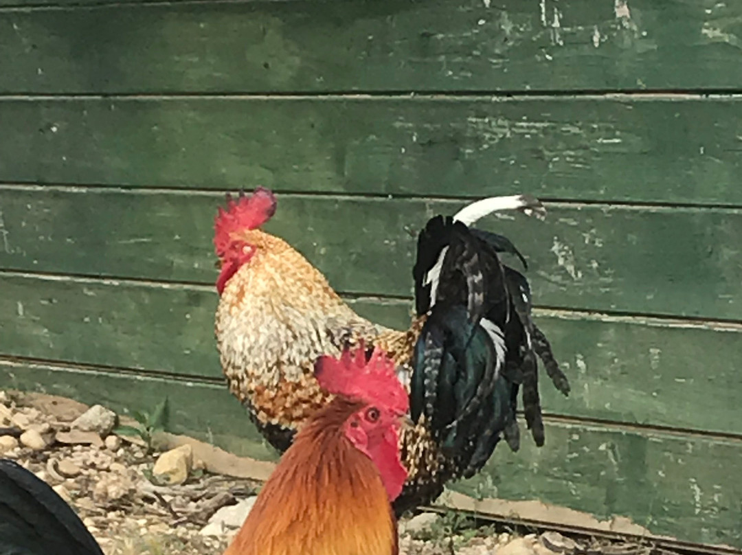 B&B Il Fosso del Gallo主图