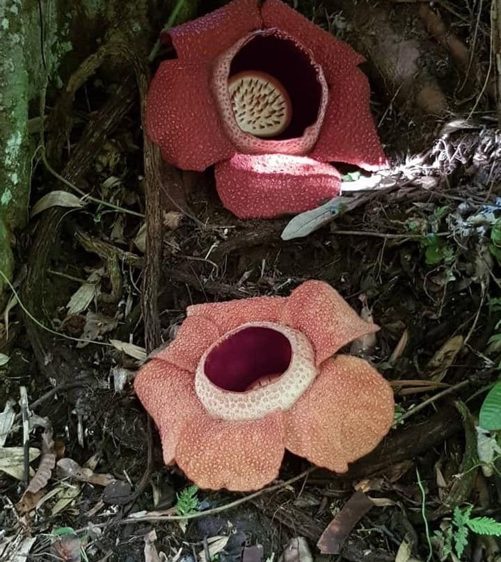 Mountain Trails Tours & Travel-亚庇必去景点