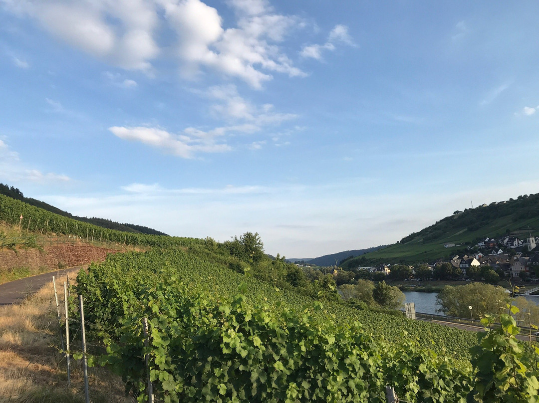 WeinBergHotel Nalbach Reil/Mosel主图