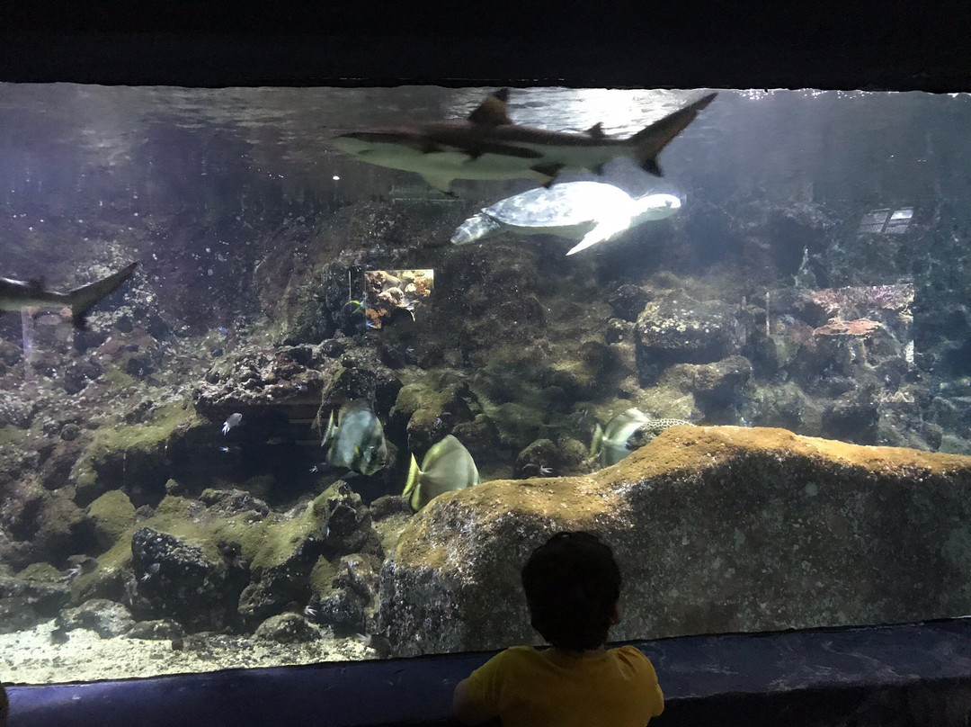 Aquarium du Cap d'Agde景点图片