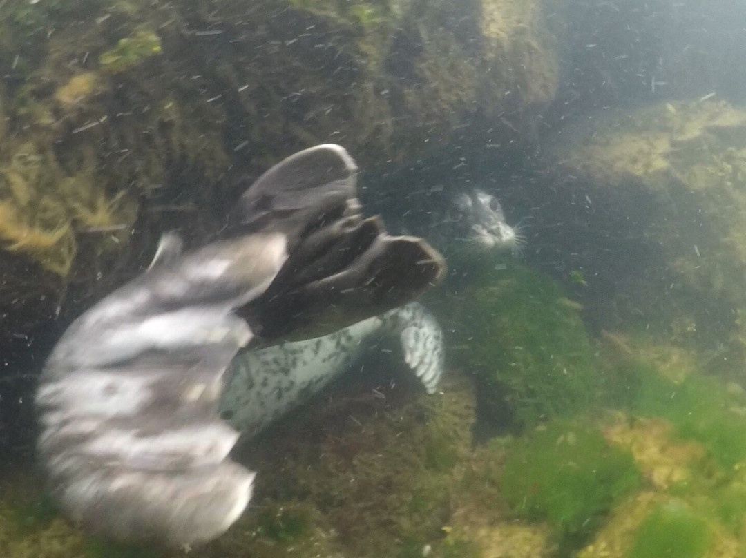 Sea Dragon Charters-马蹄湾必去景点